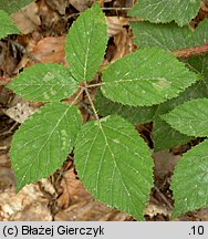 Rubus koehleri (jeżyna Köhlera)