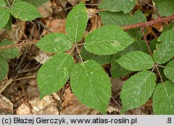 Rubus koehleri (jeżyna Köhlera)