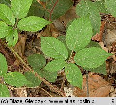 Rubus koehleri (jeżyna Köhlera)