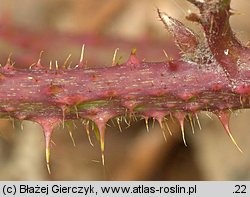 Rubus koehleri (jeżyna Köhlera)