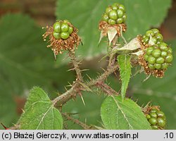 Rubus koehleri (jeżyna Köhlera)