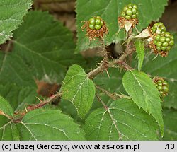 Rubus koehleri (jeżyna Köhlera)