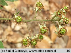 Rubus koehleri (jeżyna Köhlera)