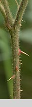 Rubus macrophyllus (jeżyna wielkolistna)