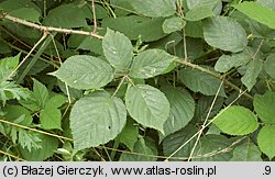 Rubus macrophyllus (jeżyna wielkolistna)