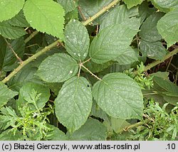 Rubus macrophyllus (jeżyna wielkolistna)