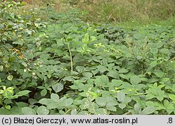 Rubus macrophyllus (jeżyna wielkolistna)