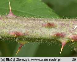 Rubus macrophyllus (jeżyna wielkolistna)