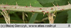 Rubus macrophyllus (jeżyna wielkolistna)