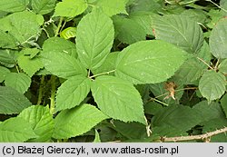 Rubus macrophyllus (jeżyna wielkolistna)