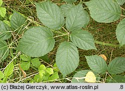 Rubus macrophyllus (jeżyna wielkolistna)