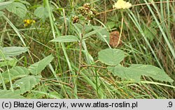 Rubus macrophyllus (jeżyna wielkolistna)