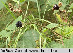 Rubus macrophyllus (jeżyna wielkolistna)
