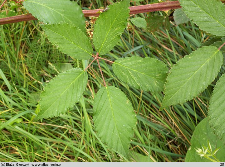 Rubus montanus (jeżyna wąskolistna)