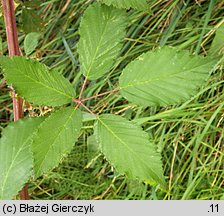 Rubus montanus (jeżyna wąskolistna)