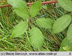 Rubus montanus (jeżyna wąskolistna)