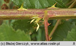 Rubus montanus (jeżyna wąskolistna)