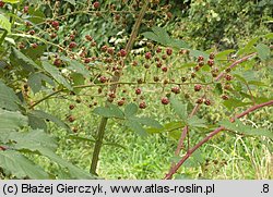 Rubus montanus (jeżyna wąskolistna)