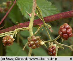 Rubus montanus (jeżyna wąskolistna)