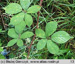 Rubus nemoralis (jeżyna smukłokolcowa)