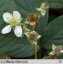 Rubus nemoralis (jeżyna smukłokolcowa)