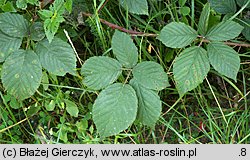 Rubus nemoralis (jeżyna smukłokolcowa)