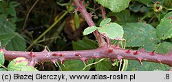 Rubus nemoralis (jeżyna smukłokolcowa)