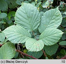 Rubus nemoralis (jeżyna smukłokolcowa)