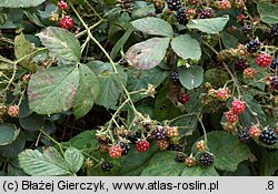 Rubus nemoralis (jeżyna smukłokolcowa)