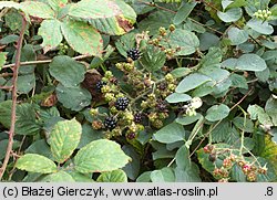 Rubus nemoralis (jeżyna smukłokolcowa)