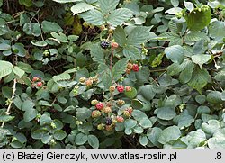 Rubus nemoralis (jeżyna smukłokolcowa)