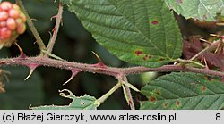 Rubus nemoralis (jeżyna smukłokolcowa)