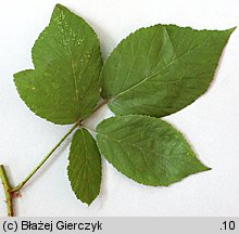 Rubus pfuhlianus (jeżyna Pfuhla)