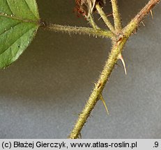 Rubus pfuhlianus (jeżyna Pfuhla)