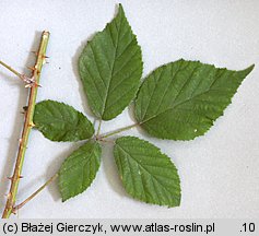 Rubus pyramidalis (jeżyna piramidalna)