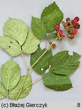 Rubus pyramidalis (jeżyna piramidalna)