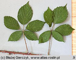 Rubus pyramidalis (jeżyna piramidalna)