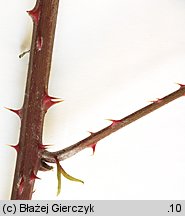 Rubus pyramidalis (jeżyna piramidalna)