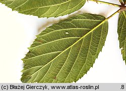 Rubus pyramidalis (jeżyna piramidalna)