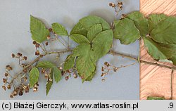 Rubus radula (jeżyna szorstka)