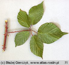 Rubus radula (jeżyna szorstka)