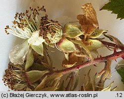 Rubus radula (jeżyna szorstka)