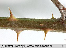 Rubus radula (jeżyna szorstka)