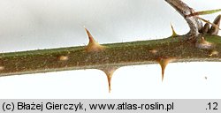 Rubus radula (jeżyna szorstka)