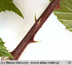 Rubus radula (jeżyna szorstka)