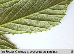 Rubus radula (jeżyna szorstka)