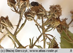 Rubus radula (jeżyna szorstka)