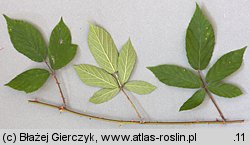 Rubus rudis (jeżyna szczeciniasta)