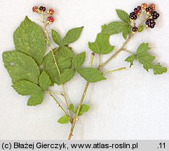 Rubus rudis (jeżyna szczeciniasta)