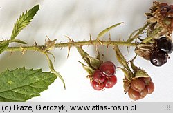 Rubus rudis (jeżyna szczeciniasta)